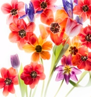 Tulips 6 Squared © Harold Davis