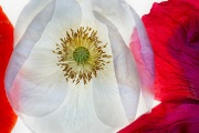 White Poppy © Harold Davis