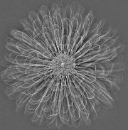 Dahlia X-Ray
