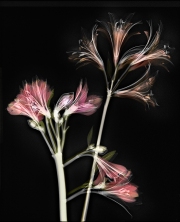 Alstroemerias X-Ray Fusion © Harold Davis