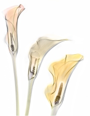 Cala Lilies - Alt