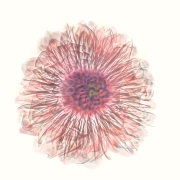 Dahlia Fusion X-Ray © Harold Davis