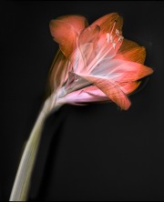 Amaryllis (Fusion X-Ray)