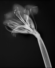 Amaryllis X-Ray