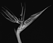 Bird of Paradise X-Ray