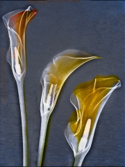 Cala Lilies Fusion X-Ray © Harold Davis