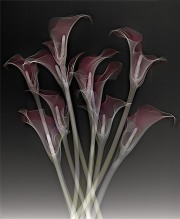 Calla Lilly Fusion X-Ray