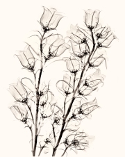 Campanulas X-Ray on White © Harold Davis