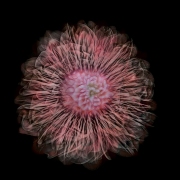 Dahlia Fusion X-Ray Inversion © Harold Davis