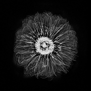 Dahlia x-ray