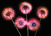 Dahlias Fusion X-Ray on Black