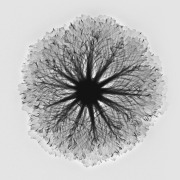 Decorative Cabbage (X-Ray Inversion)