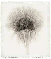 Echinacea Seed Pod - Sepia © Harold Davis