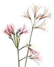 Fusion Alstroemerias X-Ray on White