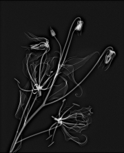 Gloriosa Lily