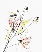 Gloriosa Lily Fusion on White