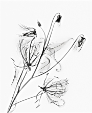 Gloriosa Lily on White