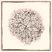 Hydrangea X-Ray