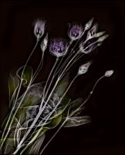 Lisianthus Fusion X-Ray © Harold Davis