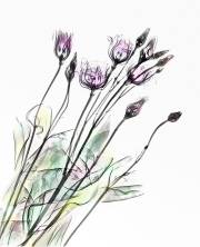 Lisianthus on White © Harold Davis
