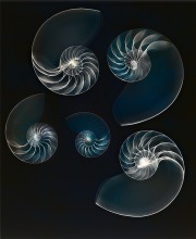 Nautilus Shells LAB © Harold Davis