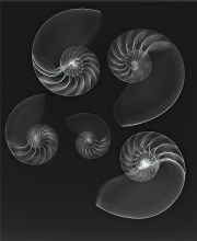 Nautilus Shells on Black © Harold Davis
