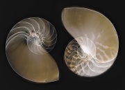 Nautilus Within Without