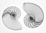 Nautilus X-Rays Inversion