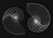 Nautilus X-Rays