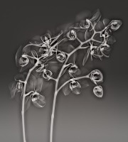 Orchid Phalaenopsis (fusion X-Ray) monochrome