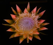 Proteus Fusion X-Ray Inversion