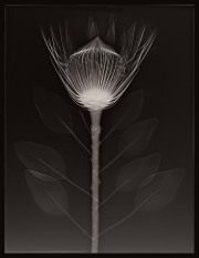 Proteus X-Ray