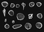 Shell Collection X-Ray © Harold Davis