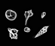 Shells White on Black