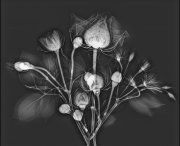 Spray Roses X-Ray © Harold Davis