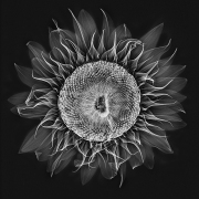 Sunflower X-Ray © Harold Davis