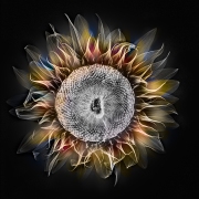 Sunflower X-Ray Fusion on Black