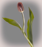 Tulip Fusion X-Ray