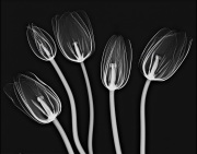 Tulips X-Ray © Harold Davis