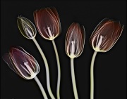 Tulips X-Ray Fusion © Harold Davis