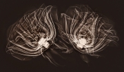 Two Roses (side view) © Harold Davis