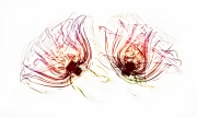 Two Roses (fusion image) © Harold Davis