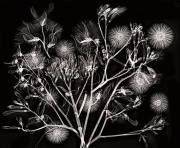 X-Ray Bouquet of Dahlias, Nemesias, and Kangaroo Paw Flowers