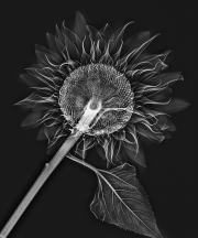 X-Ray, Sunflower © Harold Davis