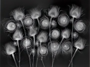 X-Ray Floral Medley © Harold Davis