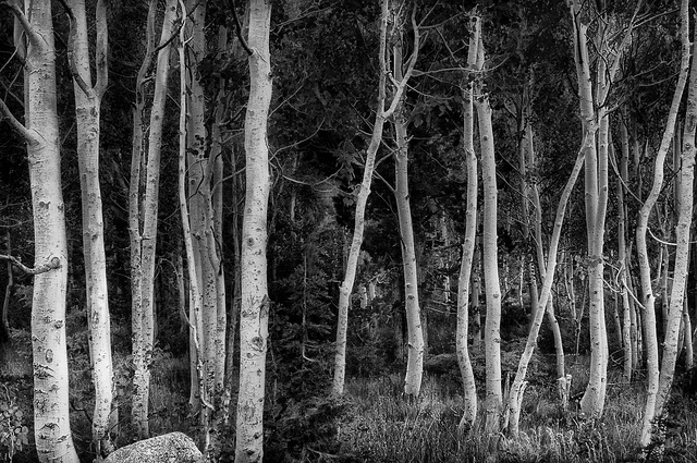 Aspens near Sonora Pass