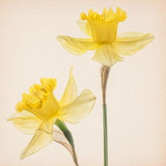Duet of Daffodils by Harold Davis