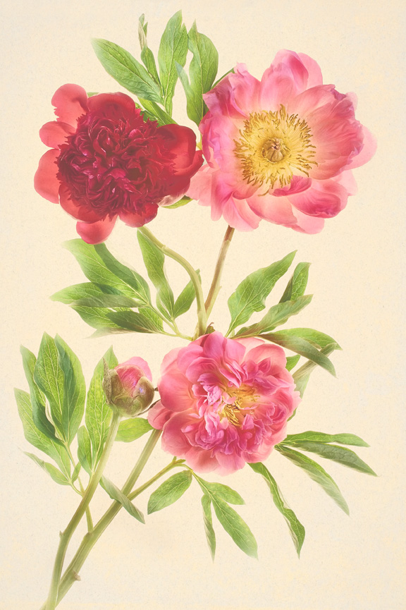 Peonies mon amour by Harold Davis