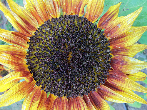 Sunflower by Harold Davis
