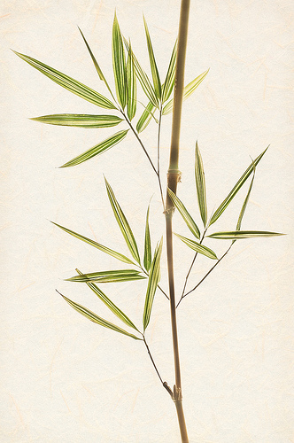 Bamboo 2 by Harold Davis